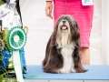 Best In Show competition