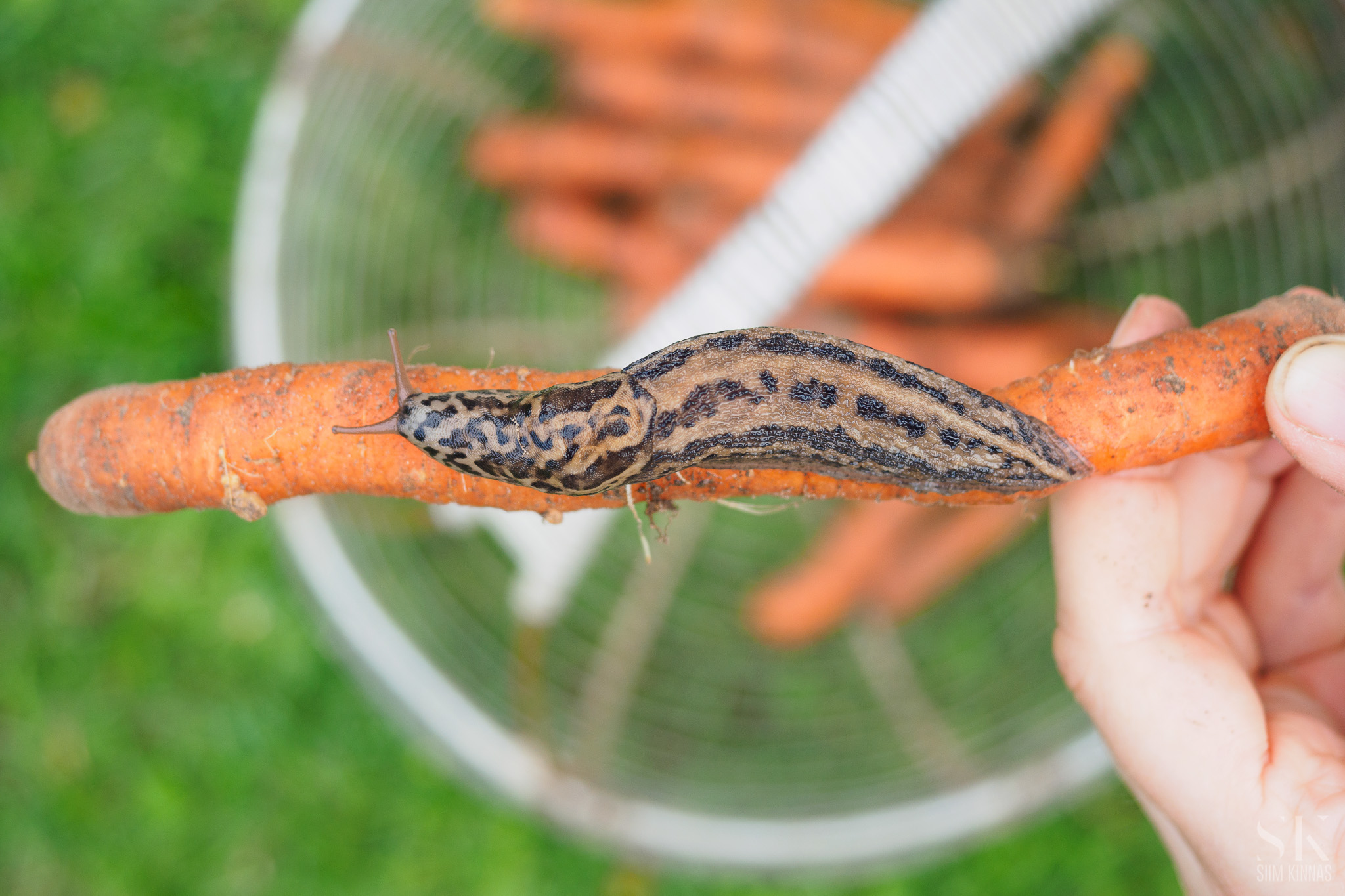 A giant slug on a carrot. Olympus Pen-F review